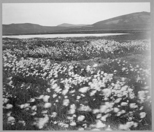 campo di cotone in Alaska