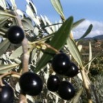 Foto del profilo di Agostino Podere Il Poggino